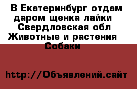 В Екатеринбург отдам даром щенка лайки - Свердловская обл. Животные и растения » Собаки   